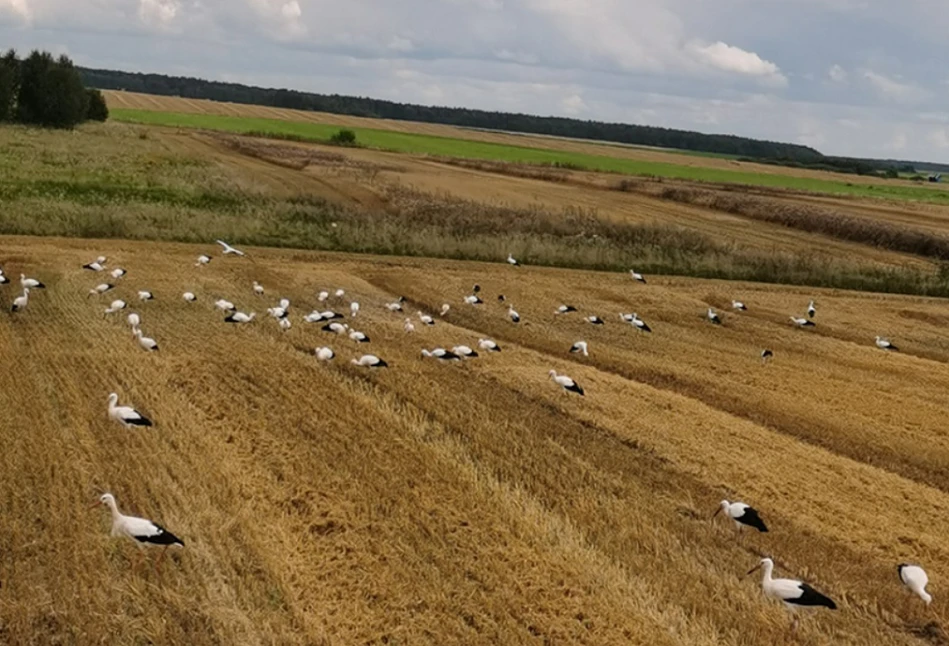 Białoruś: bociany „błogosławiły” żniwa