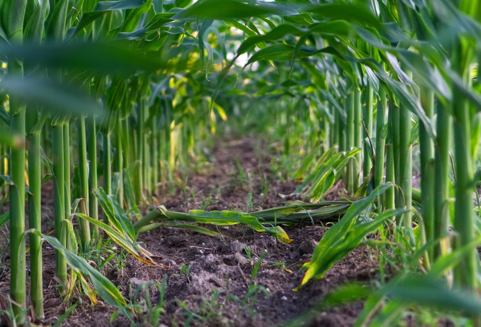 Jakie są sposoby na odchwaszczanie kukurydzy?