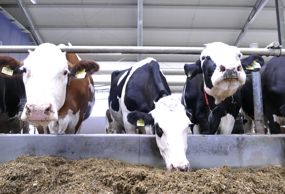 Krowy mieszańcowe mogą dorównywać wydajnością hf-om