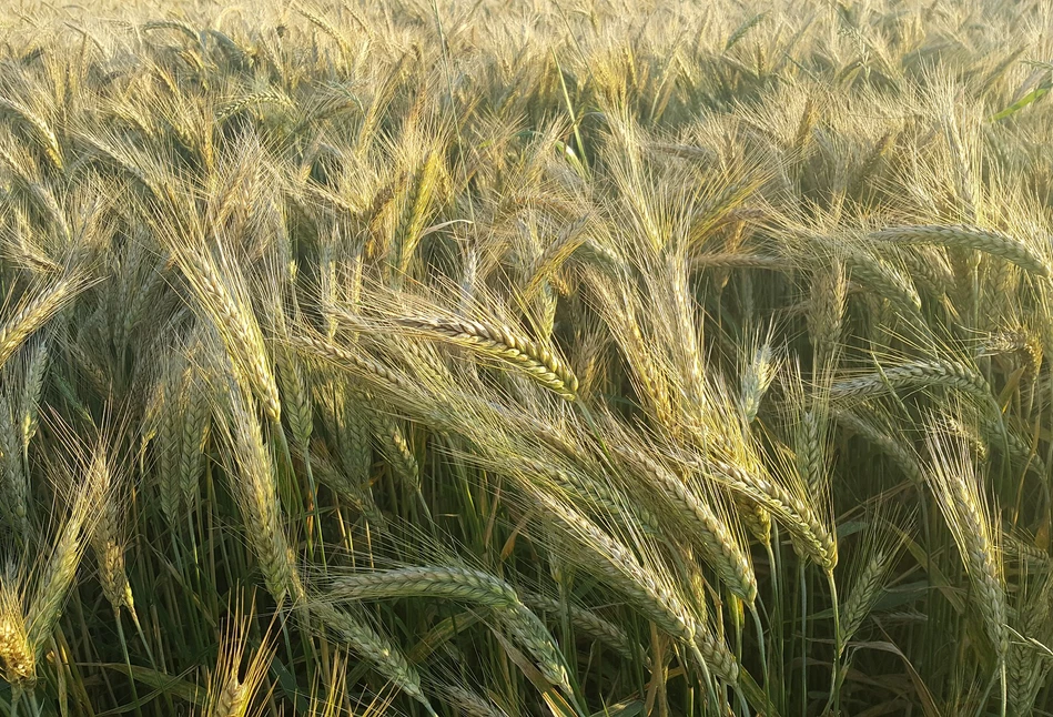 Jakie zabiegi fungicydowe wykonać na ochronę kłosa?