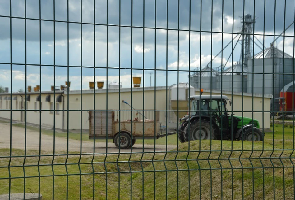 Świnie na użytek własny: należy przywrócić wymagania bioasekuracyjne! Branża apeluje do ministra Telusa