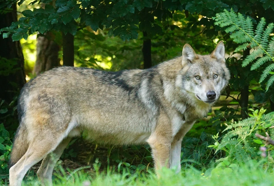 Czy wilki pomogą w walce z ASF?