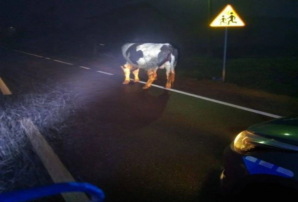 Z gospodarstwa uciekły byki i spowodowały wypadek. Czy odpowie za to rolnik?