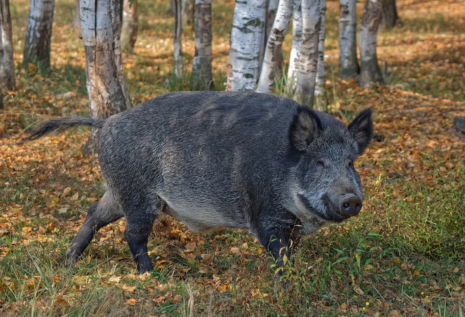 ASF – nowe przypadki u dzików, około 40% odstrzelono