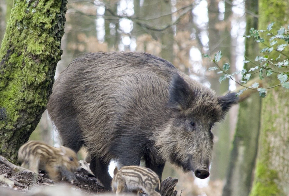 ASF: W Niemczech odstrzelono ok. 700 tys. dzików. W Polsce ułamek tego