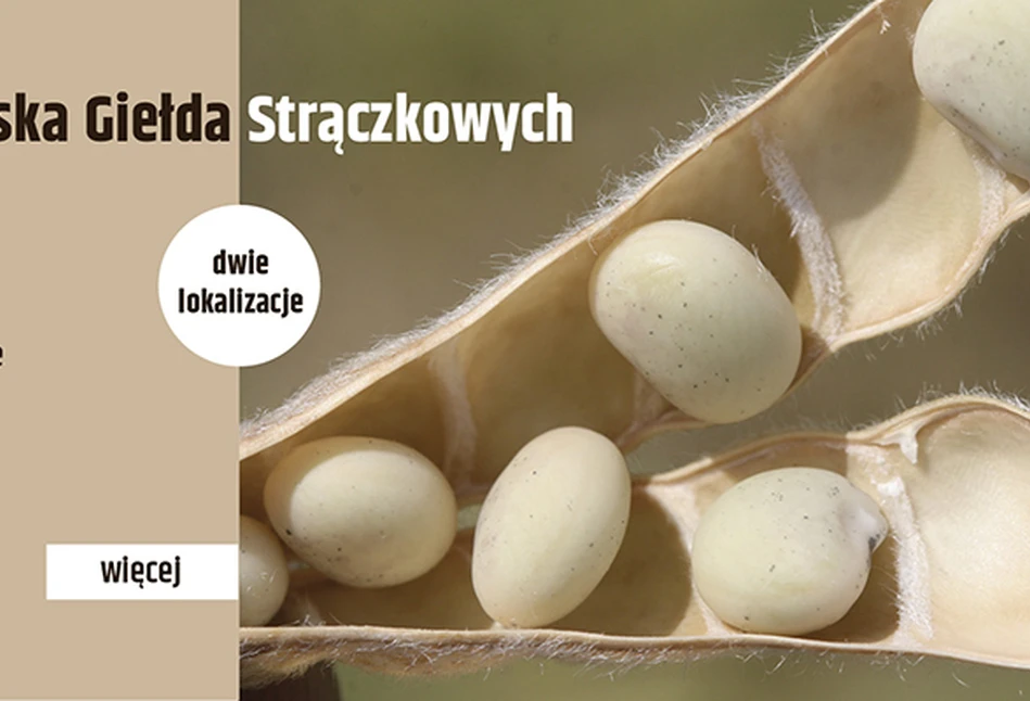 Zapraszamy na Giełdę, czyli po ile skupują strączkowe?