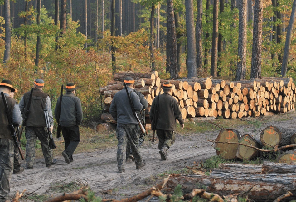 Myśliwi sprawdzają szybkie testy na ASF. "Po raz pierwszy na taką skalę"