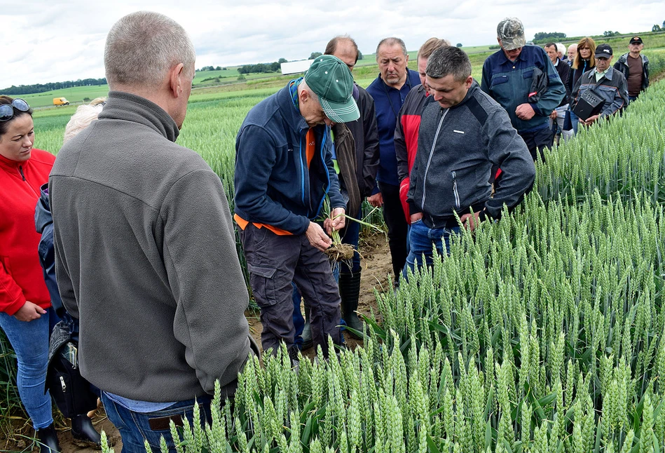 Jaką odmianę wybrać? Pomoże w tym udział w Dniach Pola COBORU