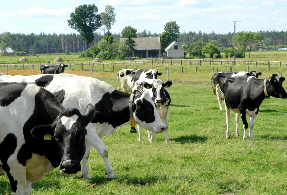 Ceny bydła – rynkowa odwilż