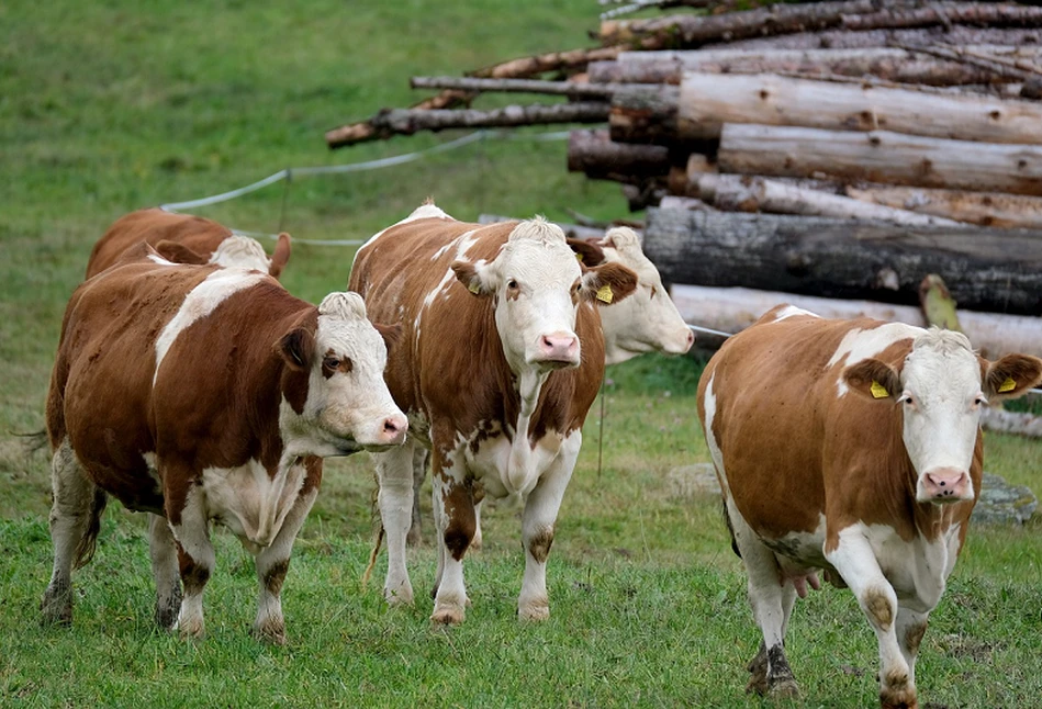 Gospodarstwa powyżej 50 szt. bydła - otrzymają płatności do zwierząt?