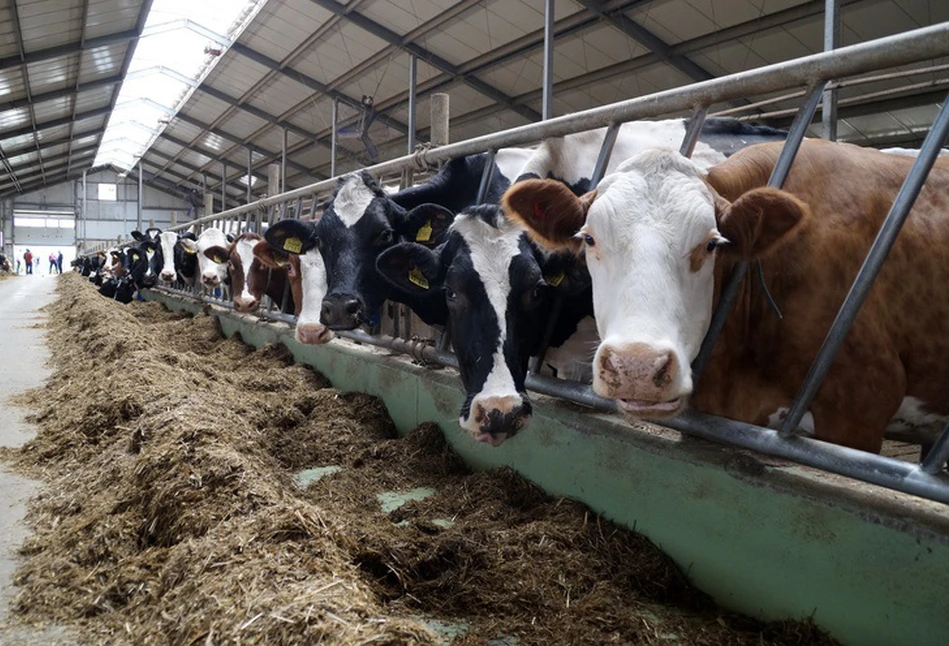 Czy przez kryzys na rynku mleka spadną ceny bydła mięsnego?