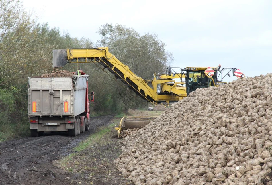 Nordzucker Polska S.A. podnosi plantatorom ceny za buraki cukrowe