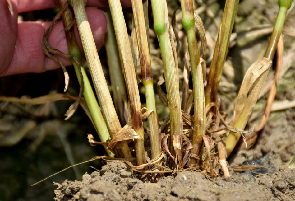 Fusarium nie odpuszcza zbożom i je podstępnie atakuje