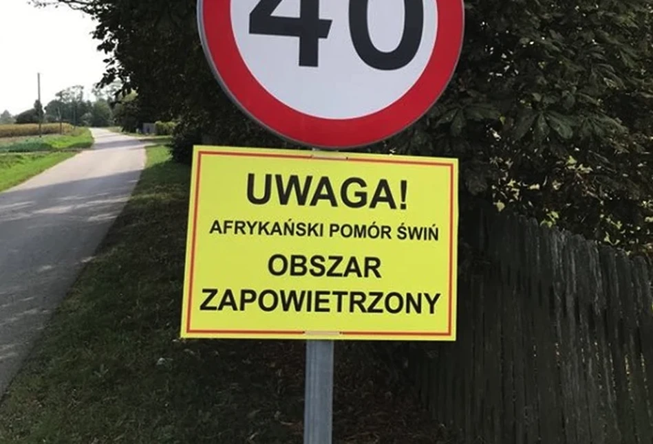 Nieoprocentowana pożyczka dla rolników produkujących świnie w strefach ASF. Na co i jakie warunki?