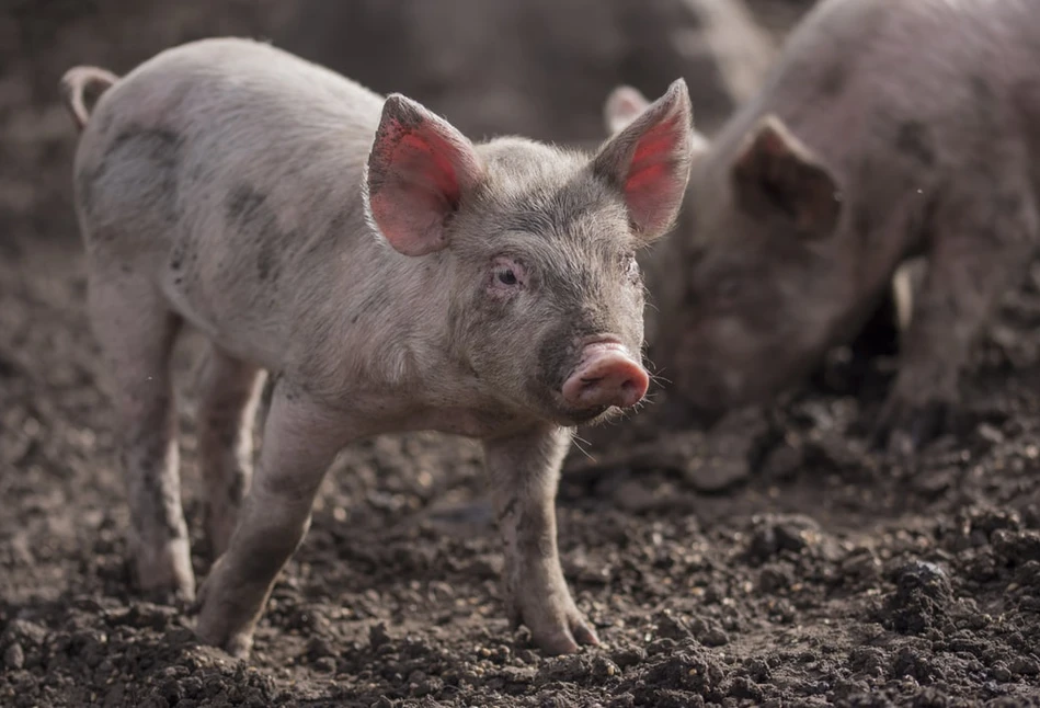 10 przykazań bioasekuracji gospodarstwa rolnego