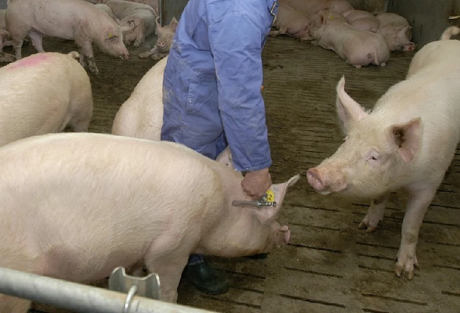 Będą zmiany w opłatach za świadectwa zdrowia dla świń. Będzie taniej czy jeszcze drożej?