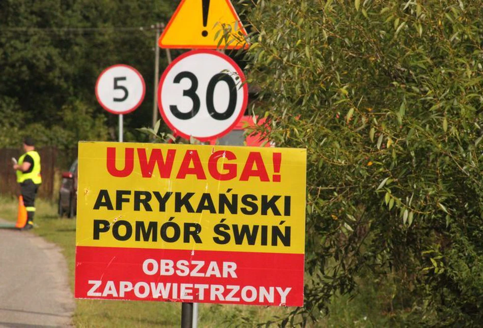 ASF rozlewa się na Wielkopolskę. Już 4. ognisko w regionie, a 5. w kraju