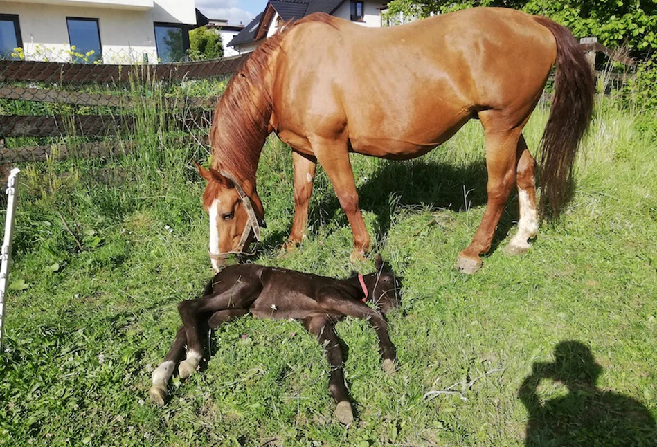 Korona urodziła Kovidę – adekwatne do sytuacji imiona