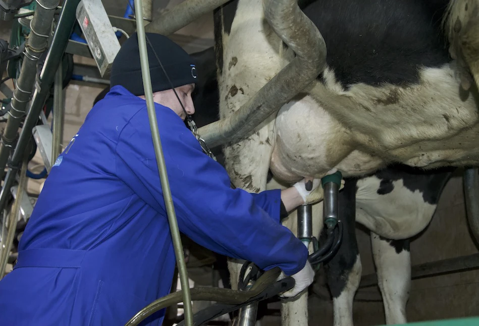 Koronawirus w gospodarstwie – mleczarnia odbierze mleko, ale są określone procedury