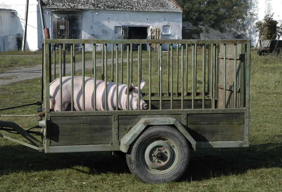 Rolniku! Badanie mięsa na użytek własny pod kątem włośnicy wykonasz bezpłatnie