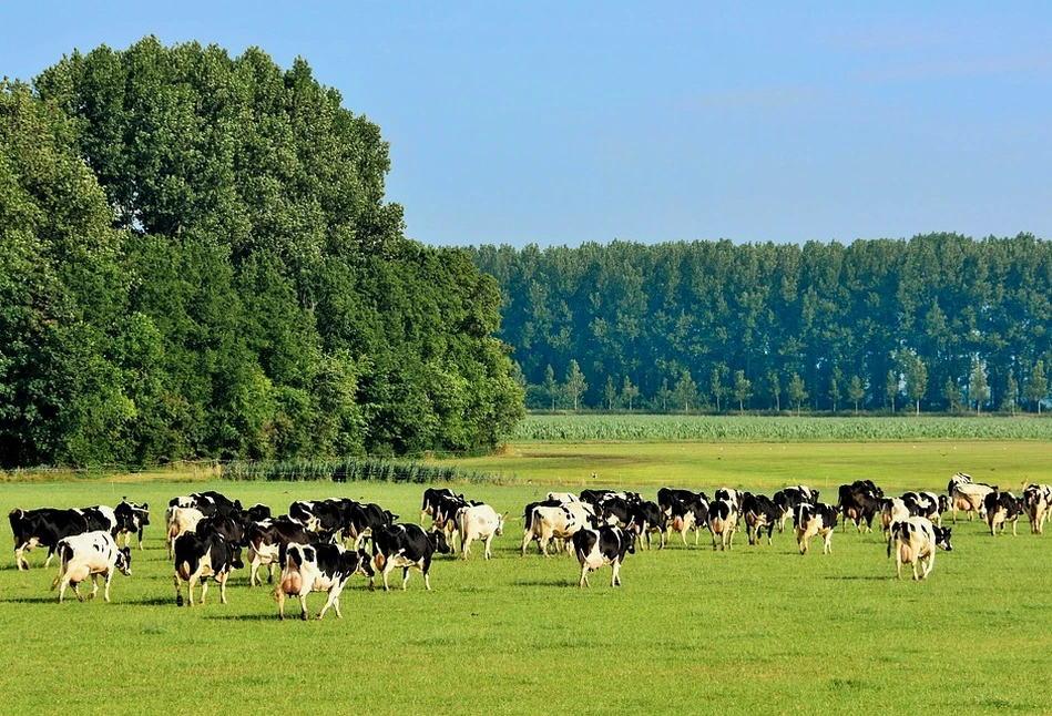 Kto hodowców wprowadza w błąd?