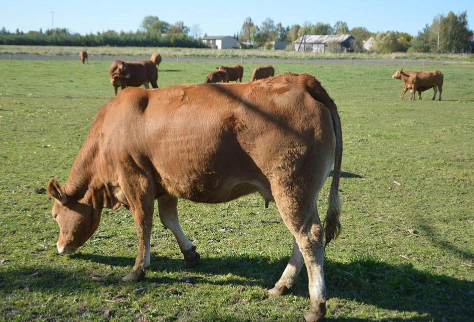 Ceny bydła: to nie koniec obniżek