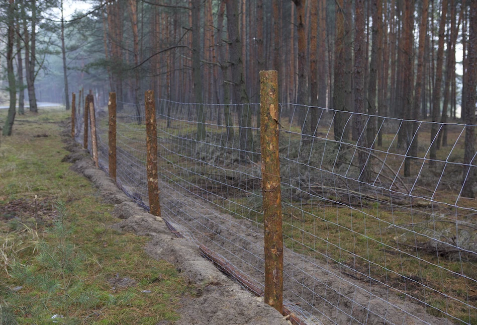 Przypadki ASF u dzików w zachodniej Polsce - aktualizacja