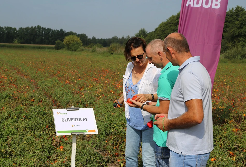 Pomidory ze Złotej w drodze do Łowicza – plantacja Marcina Gajda