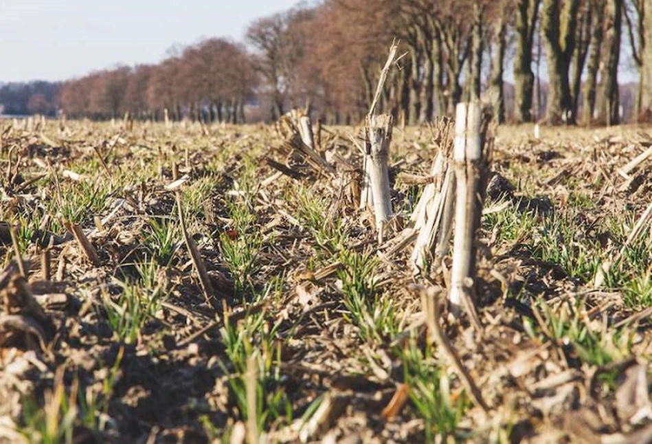 Rolnictwo regeneratywne szansą dla rolników, twierdzi Copa-Cogeca