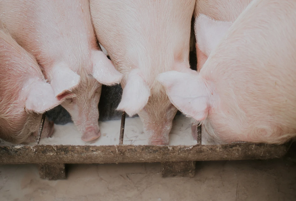 Wsparcie na bioasekurację - wstępne podsumowanie naboru