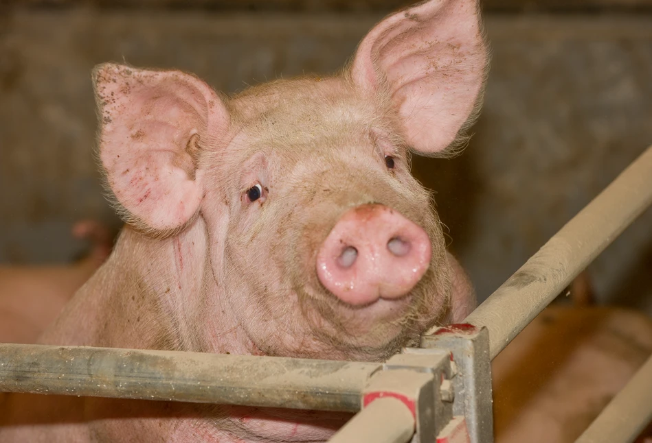 Jesteś hodowcą świń? W tym tygodniu kończy się nabór wniosków o wsparcie na bioasekurację