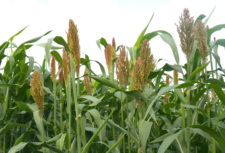 Agrotechnika sorgo - Jakie są główne zalecenia uprawowe?