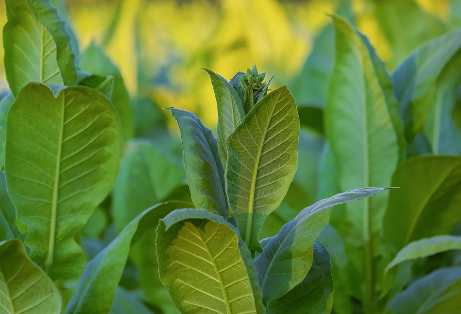 Plantatorzy tytoniu muszą wkrótce złożyć ważną informację w KOWR