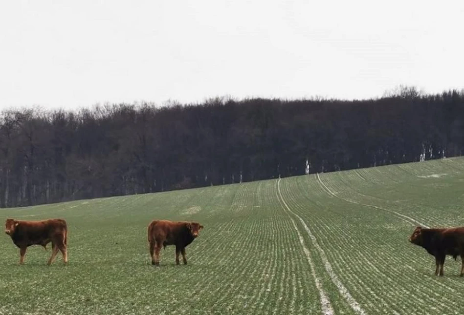 Stado krów uciekło do lasu. 30 osób chce je odzyskać, a rolnik dostał mandat