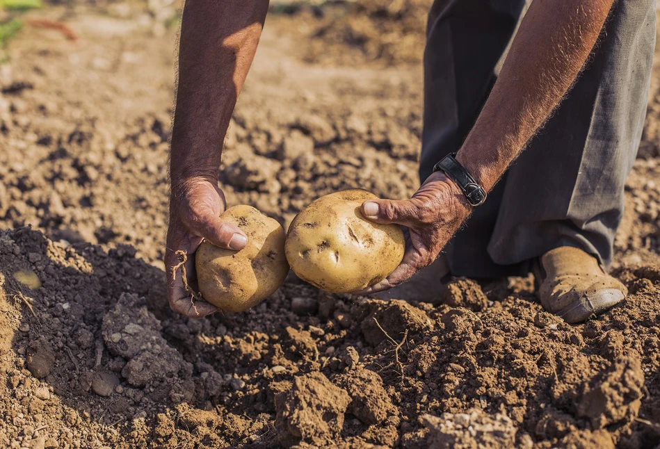 Zmiany dla producentów ziemniaków – nowe sposoby zwalczania agrofagów