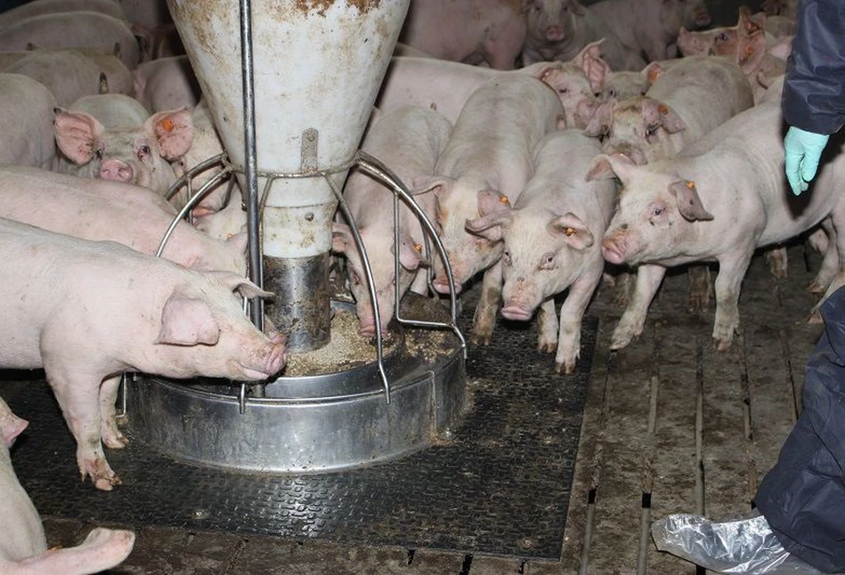Ceny tuczników wzrosły nawet o 80 gr. Ile aktualnie zakłady mięsne płacą za świnie?