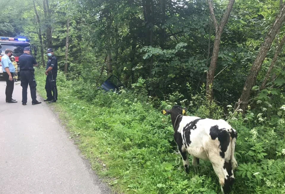 Ukradli cielaka i upchnęli go w osobówce. Wpadli, bo mieli wypadek