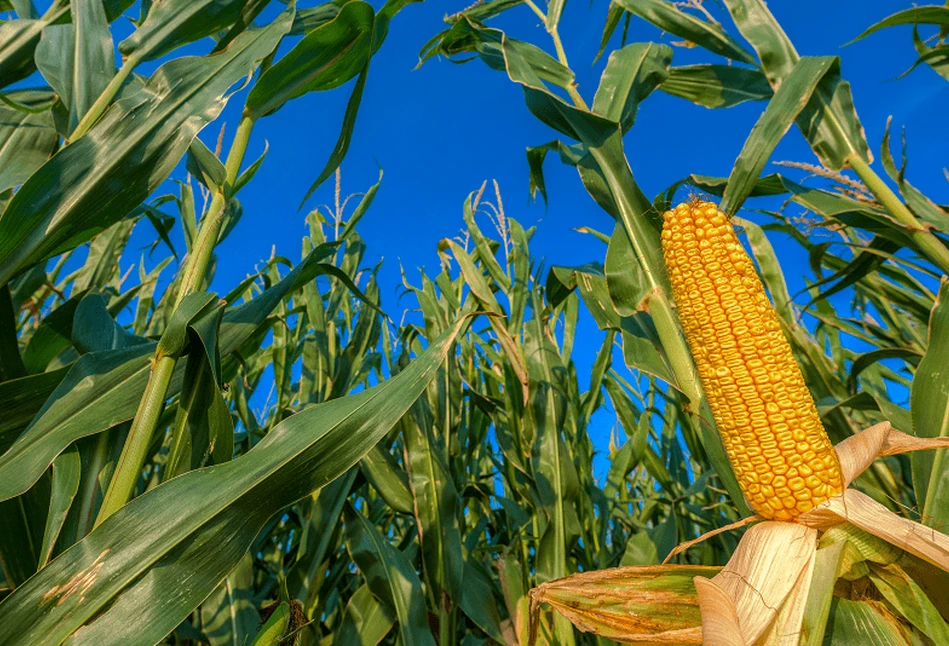 KE zatwierdziła trzy rośliny GMO - co dalej?