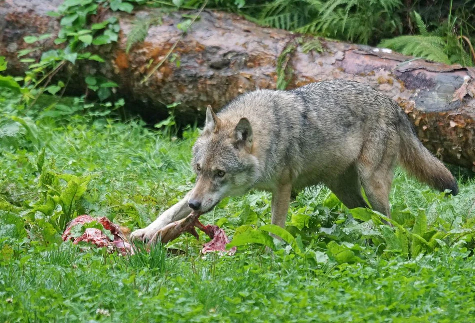 Kiedy rolnik nie dostanie odszkodowania za krowy zagryzione przez wilki?