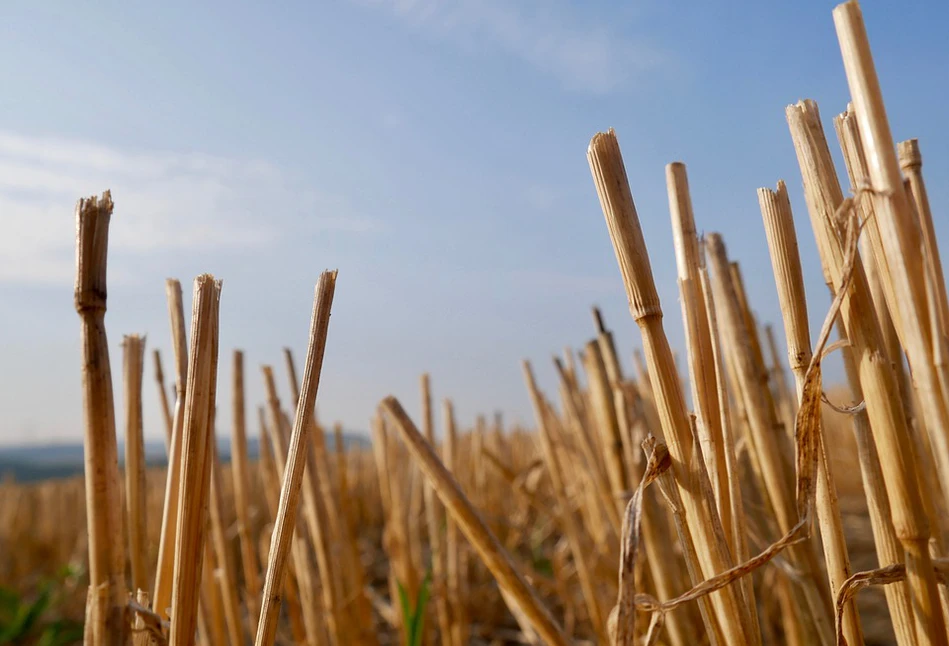 Susza 2019 – jakie będą stawki pomocy suszowej dla rolników?