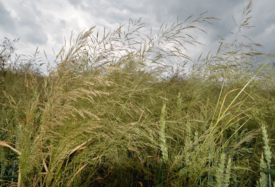 Agrotechnika skutecznie wesprze walkę z odpornymi chwastami