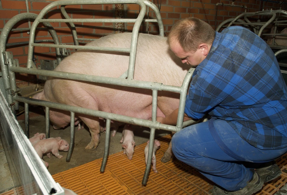 Rozród świń: jak wspomóc przebieg akcji porodowej u lochy?