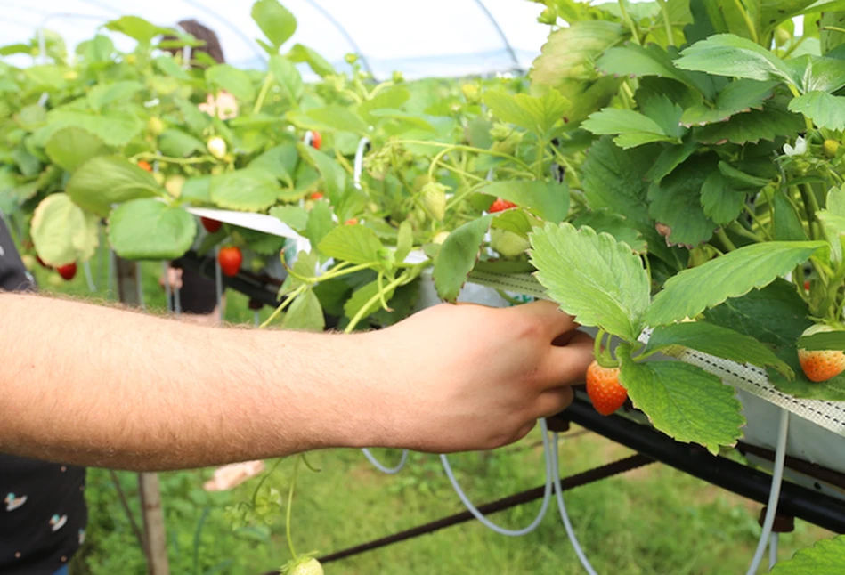 Jak bez Ukraińców poradzą sobie plantatorzy w gminie Czerwińsk nad Wisłą?