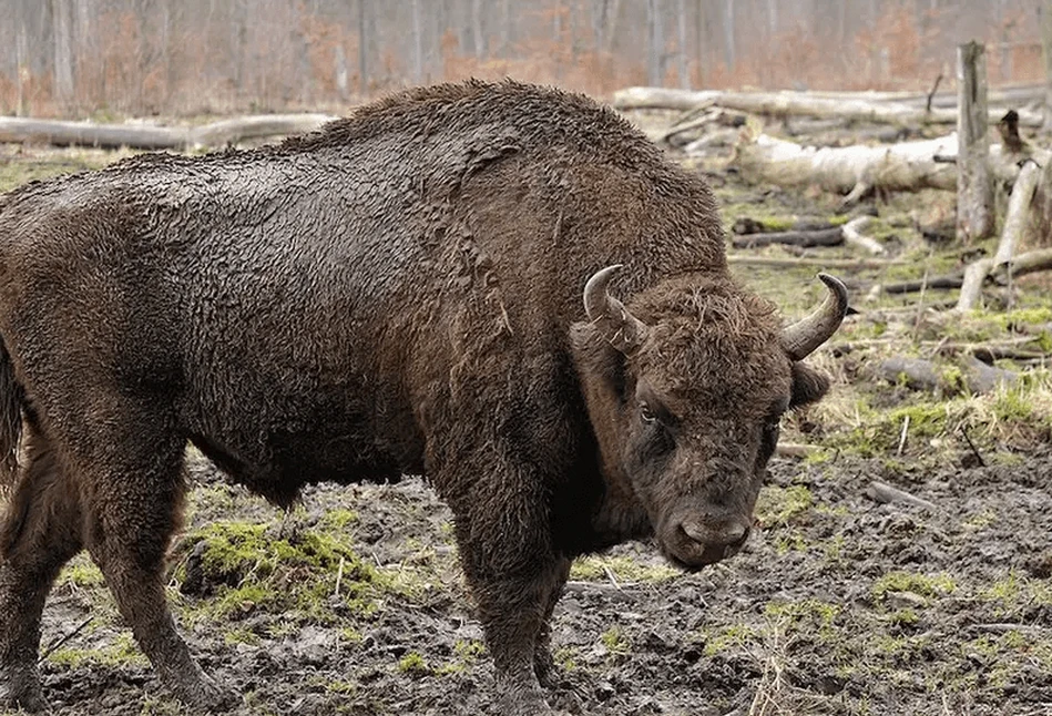 Puszcza Białowieska: rolnicy mogą wydzierżawić łąki na pożywienie dla żubrów