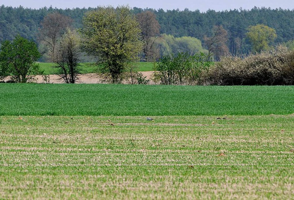 Na dopłatach rolno-środowiskowo-klimatycznych nie zyskują rolnicy, ale spekulanci