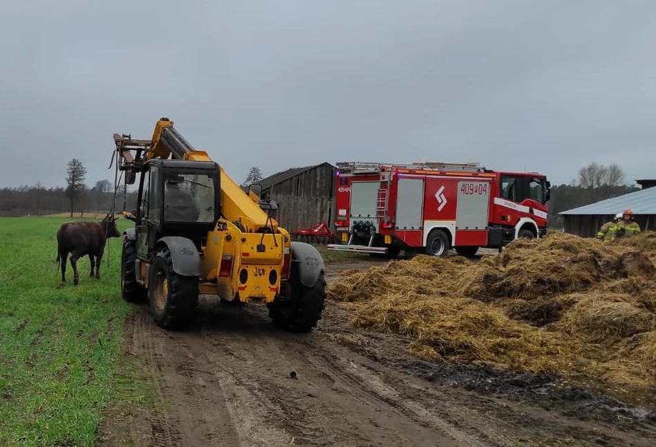 12 strażaków i ładowarka teleskopowa ratowała krowę z szamba