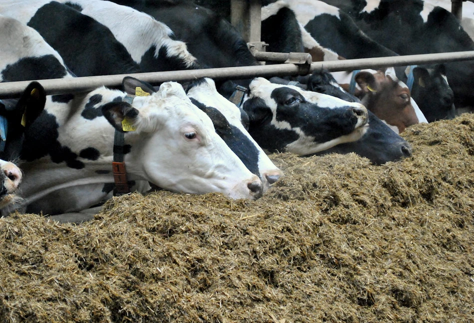 Dzięki zmianie wozu paszowego produkcja mleka wzrosła o 400 tys. litrów