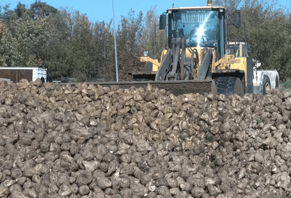 Więcej cukru w burakach dobrze wróży: jakie ceny buraków?