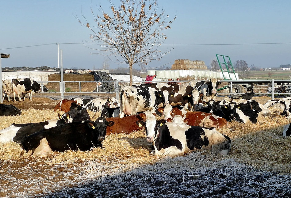 Rolnik przerobił garaż na oborę. Teraz krowy dają średnio 9000 kg mleka!