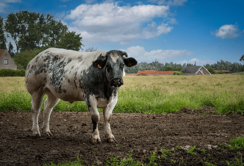 Ceny bydła – z tygodnia na tydzień o 1 zł/kg do góry!